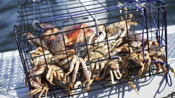 Crabbing-in-pakistan